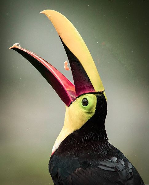 Theodore, George and Marilu 아티스트의 Costa Rica-toucan eating작품입니다.